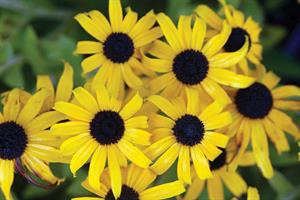 Rudbeckia 'American Gold Rush'